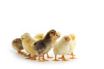 Newly hatched French Faverolles chicks isolated on white background - selective focus, copy space