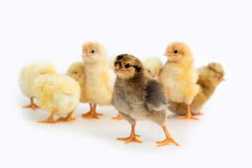 Newly hatched French Faverolles chicks isolated on white background - selective focus, copy space