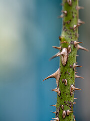 Sharp thorns on the branches of the rose tree