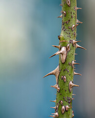 Sharp thorns on the branches of the rose tree