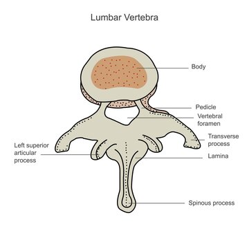 Second lumbar vertebra, lumbar spine, vertebral bones, vertebra, trunk wall, anatomy of human skeletal system, human bony system, human bone, hand drawn, vector illustration