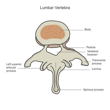 Second lumbar vertebra, lumbar spine, vertebral bones, vertebra, trunk wall, anatomy of human skeletal system, human bony system, human bone, hand drawn, vector illustration