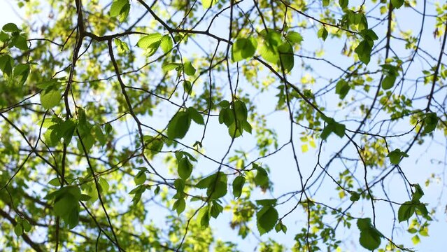 Close up view 4k slow motion video footage of small young green spring leaves growing on many branches of trees isolated on clear sunny blue sky background. Beautiful springtime landscape