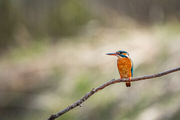 Colorful Common Kingfisher (Alcedo atthis) On A Branch In Sunny Summer Day