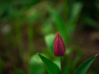 red tulip flower