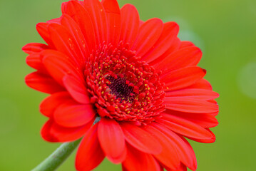 Macro photo of a gerbera flower with a drop of water. floral background