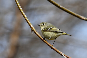 Close up of a cute little Ruby Crowned Kinglet bird perched on a twig