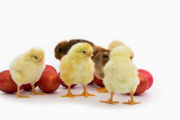 Just hatched chicks and Easter red eggs isolated on white background. Selective focus, copy space.