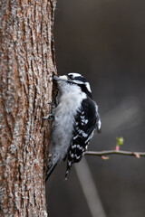 Male Downy Woodpecker digs under the bark of a tree for insects 