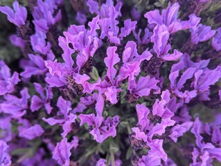close up of purple french lavender in the garden