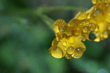 雨上がりのカタバミの花