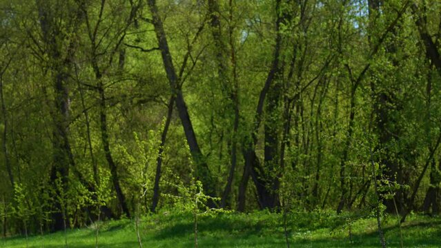 Blurry spring time sunny landscape. Defocused gren plants, trees and grass. Natural 4k video background