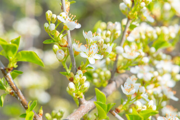 macro photo of a flower, background, texture. Caring for the environment.