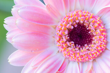 Macro photo of a gerbera flower with a drop of water. floral background