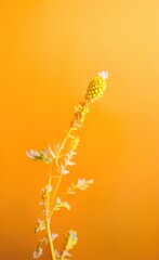 flowers on a black background made using Generative AI Technology.