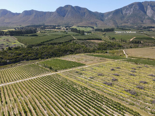Drone view at vineyards near Stellenbosch on South Africa