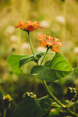orange flower in the garden