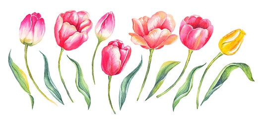 Tulips. Watercolor illustration. Hand painted