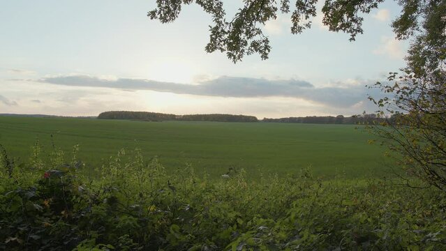 View of a green field. The picture is framed by leaves and on the horizon are trees and the sun, hidden behind clouds. Location: Mecklenburg-Vorpommern, Germany