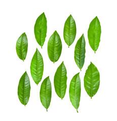 Green tea leaf isolated on transparent png