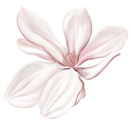 Watercolor drawing - Pink single Flower - Plant - Watercolor Clipart - Transparent background