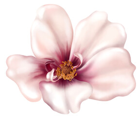 Obraz na płótnie Canvas Watercolor drawing - Pink single Flower - Plant - Watercolor Clipart - Transparent background