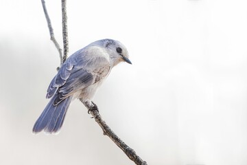 Closeup of a small Canada jay perched on a tree branch in a forest
