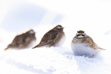 Closeup of snow bunting birds perched on a snowy field on a sunny day