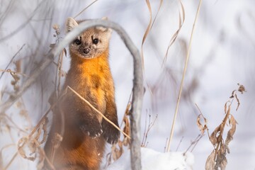 Selective focus of a Japanese marten in a field covered in the snow