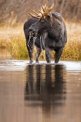 Vertical shot of a large moose in a pond in a field under the sunlight