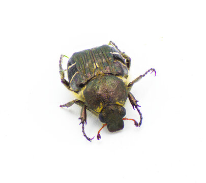 bumblebee like mimic Flower Scarab Beetle - Trichiotinus piger - aka hairy flower chafer isolated on white background front top view