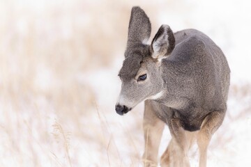 Closeup of a mule deer in a snowy field under the sunlight with a blurry background