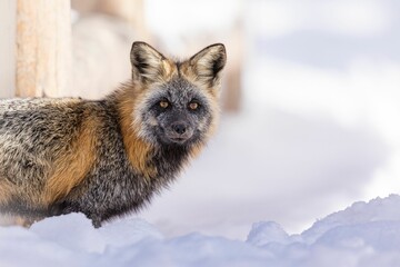 Closeup of a silver fox in a field covered in the snow on a sunny day