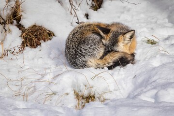 Naklejka premium Closeup of a silver fox sleeping in the snow in a forest on a sunny day