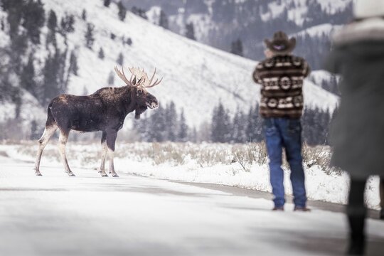 Adult photographer taking a picture of a moose in a snowy field in winter