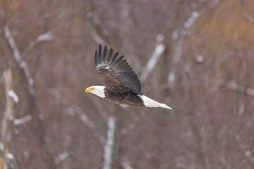 an eagle flying over some bare trees and grass near dry branches