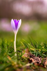 Closeup of beautiful early crocus growing in a field with a blurry background