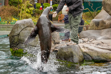 Sea Lion in Central Park Zoo, New York City