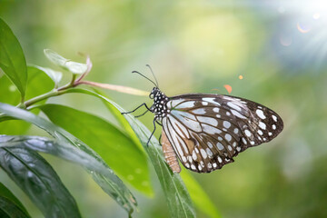 Fototapeta na wymiar Image of a butterfly (The Pale Blue Tiger) on nature background. Insect Animal