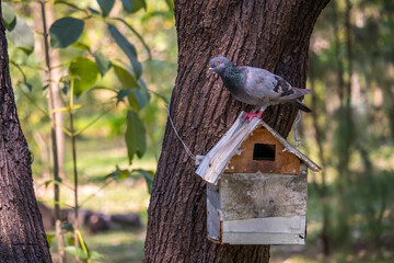 Pigeons sit on a feeder in a park on an autumn day