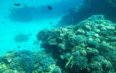 Obraz na płótnie Canvas Coral reef at the bottom of the Red Sea.