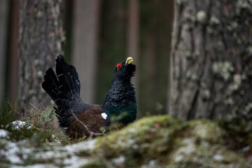 The Western Capercaillie (Tetrao urogallus) In The Forest