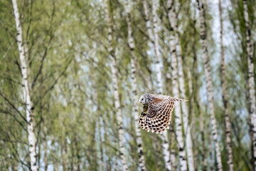 Ural Owl (Strix uralensis) In Flight With Beautiful Birch Trees In The Background