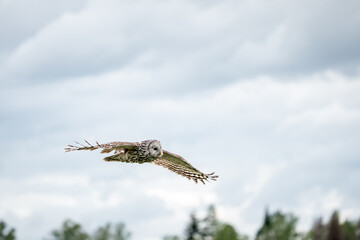 Ural Owl (Strix uralensis) In Flight