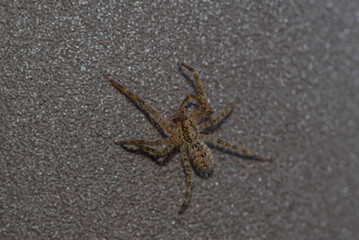 closeup of a spider that crawls on a green leaf. Spider close-up.