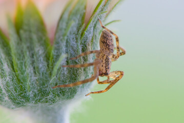 closeup of a spider that crawls on a green leaf. Spider close-up.