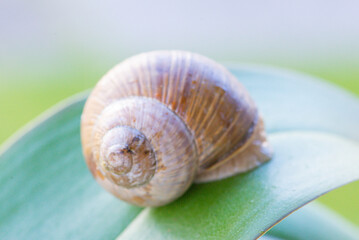 A beautiful snail sits on a wet leaf after rain