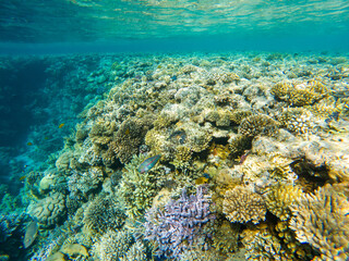 Coral reef under sea water.