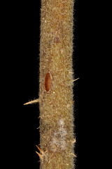 Japanese Rose (Rosa rugosa). Wintering Twig Detail Closeup
