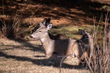Landscape of a herd of white-tailed deer in a park under the sunlight